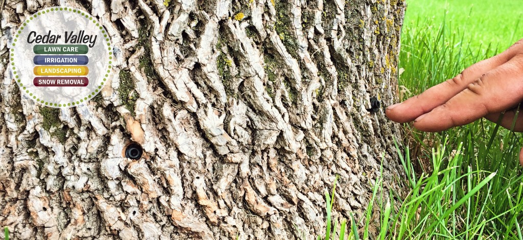 Emerald Ash Borer CVLC 02 | Cedar Valley Lawn Care