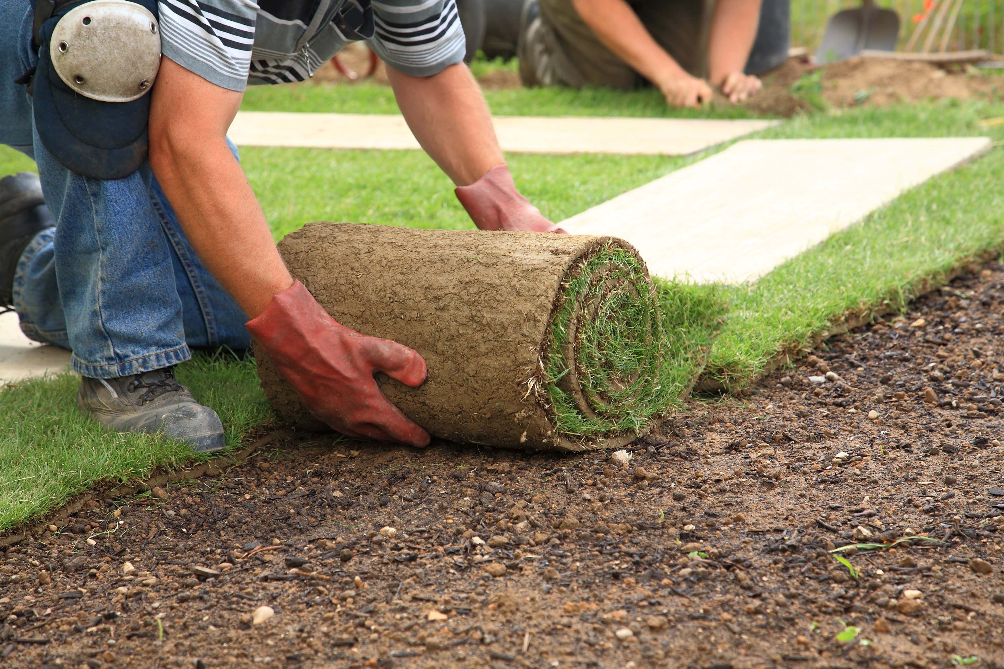 photodune-1198069-laying-sod-for-new-lawn-l